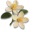 Flor de Laranjeira