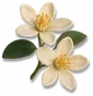 Flor de Laranjeira