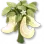 Pimenta da Lua Crescente