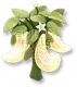 Pimenta da Lua Crescente