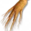 Ginseng Seco