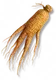 Ervas