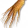 Ginseng Seco