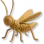 Brinquedo de Tecido
