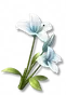 Flor-da-Alvorada