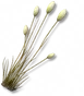 Grama-Foficauda