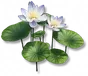 Flor-da-Maré-dos-Sonhos