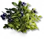 Tartibola