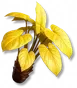 Venistela
