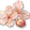 Flor de Cerejeira Seca