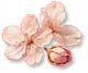 Flor de Cerejeira Seca
