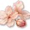 Flor de Cerejeira Seca