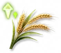 Receita Rápida: Trigo