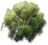 Salgueiro