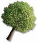 Macieira