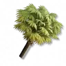 Palmeira
