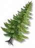 Pinheiro