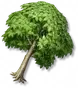 Carvalho