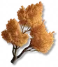 Árvore Vulspina