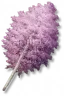 Bétula-de-Folha-Rosa
