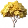 Árvore da Chuva Dourada