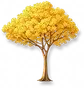 Ipê-amarelo