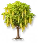 Árvore Bengala de Ouro