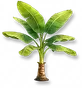 Bananeira