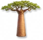 Baobá