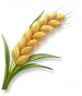 Trigo Gigante