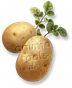 Batata Gigante