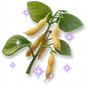Soja Cintilante