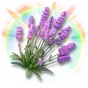Lavanda Colorida