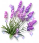 Lavanda Cintilante
