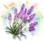 Lavanda Colorida Cintilante