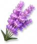 Lavanda Gigante