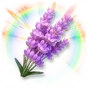 Lavanda Colorida Gigante
