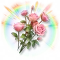 Rosa Colorida