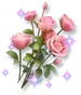 Rosa Brilhante