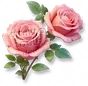 Rosa Gigante