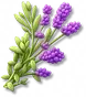 Alfazema