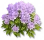 Hortênsia