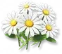 Margarida