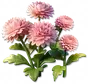 Margarida-rosada