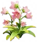 Campânula-rosa