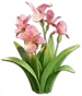 Íris-rosa