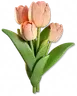 Tulipa Laranja