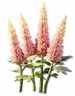 Astilbe Dourada