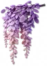 Glicínia