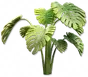 Monstera